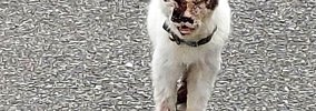 “AI生成ではないか”と疑われるほどボロボロだった猫…涙あふれる"…