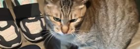 『おばあちゃんの家』が大好きすぎるネコ→帰ろうとすると…笑ってしま…