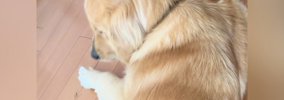 床に寝そべる大型犬→『背中』をよく見ると、乗っていたのは…尊すぎる…