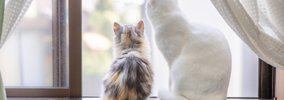 『孤独を感じている猫』がみせるサイン5選　寂しさの原因から和らげる…