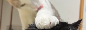 そっとお姉ちゃん猫の頭に手をのせた弟猫→お姉ちゃん猫の『表情』を見…