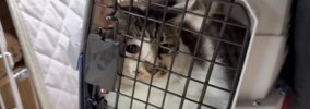 『引っかかれて、もう飼えない』と里親から連絡→猫を迎えに行った結果…