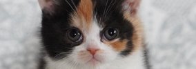 ぬいぐるみのようだった三毛猫→４年後…嘘みたいな『衝撃ビフォーアフ…