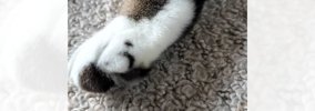 足に『う』の模様がある猫→体を見ていたら…９年越しに判明した『まさ…