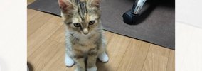 こんなにも小さかった子猫が、『１年後』になると…すてきなビフォーア…
