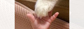 手を伸ばした赤ちゃん→そっと猫の『おてて』を…思わず感動の『奇跡的…