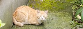 『足を引きずっている野良猫』との出会いから４年…現在までの"軌…
