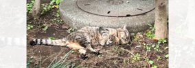 道端で行き倒れていた野良猫を看病した結果…想像を遥かに超えてきた『…