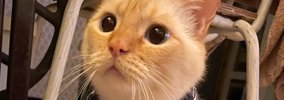 エアコンが壊れた日、ネコの首に『巻かれていたもの』とは…キュンとく…