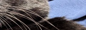 『15歳の猫』と『2歳の猫』の顔を並べてみた結果…まさかの光景に「2歳…