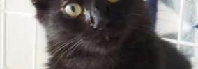 『真っ黒の猫になるだろうな』と思っていたら…成長後→予想もしていな…