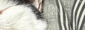 気持ちよさそうに眠る猫→『口元』を見ると…つい笑ってしまう『可愛す…