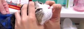 猫の鼻の穴に『何かができている』→心配になり病院に行った結果…獣医…