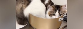 鍋に入っていた猫に『オケツ全部出てる』と伝えた結果…飼い主大爆笑の…