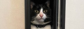 郵便ポストの扉を閉め忘れた結果→猫が……大爆笑必至の"まさかの光…