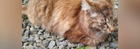置き去りにされて『ガリガリに痩せていた猫』を保護したら…現在の『幸…