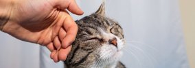 猫が『親友』と感じている人にする3つの行動　愛猫との信頼関係を深め…