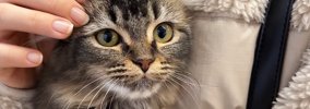 訳ありと書かれ、『1万円で売れ残っていた猫』を家族に迎えたら…心を…