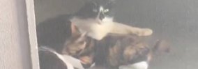 中庭に通う野良猫親子→様子を見ていたら…『ボロボロの母親』がとった…