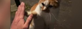 公園で『ハイタッチ』をして『可愛がられていた野良猫』が…激変した『…
