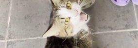 大好きなお父さんが帰宅すると、猫がやってきて…あまりにも尊い『熱烈…