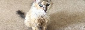 餓死寸前、ガリガリの野良猫を保護して3年……涙する人が続出の『現在』…