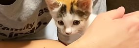 『犬派の夫』が『捨てられていた子猫』を保護した結果…翌日の『まさか…