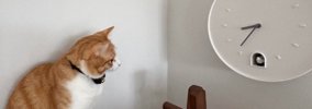 鳩が時計から出てくるのを待ち続ける猫→時間になると…想定外の『結末…