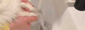 うんちを引っ掻いてしまった子猫→おててを洗うため、洗面台に連行した…
