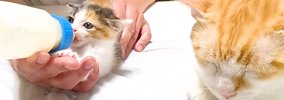 生後２週間の子ネコを保護→ミルクをあげていると、先住猫が…まるで親…