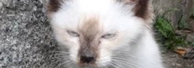 野良時代は『険しい表情』をしていた2匹の猫→保護された現在…想像を超…