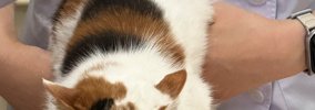 動物病院の診察台の上にいる三毛猫→顔を見たら…とんでもない『表情』…
