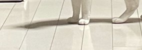 実家の猫に『愛情を注ぎすぎた』結果…目の前に現れた猫が見せた『まさ…