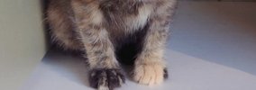 動物病院に『保護した子猫』を連れて行ったら…思わず笑ってしまう『先…