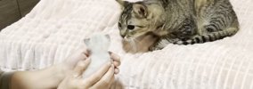 保護した子猫を『愛情深い先住猫』に預けてみた結果…翌日の光景が感動…