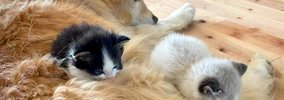 ２匹一緒に保護された赤ちゃんネコ→家には大型犬が住んでいて…あまり…