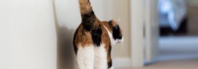 猫があなたに『しっぽで触れてくる』ときの心理5選　伝えたいことがあ…
