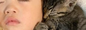 ソファを見たら、『赤ちゃんと子猫たち』が集まっていて…とんでもなく…