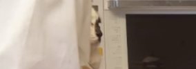 夕飯の支度中、猫を『ショッピングバッグ』に入れてみたら…あまりにも…