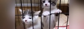 ケージの中にいる2匹の保護子猫→『ミルクの準備』をしていると…まさか…