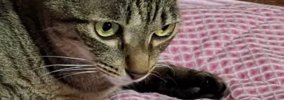 いつも猫に枕を取られるので『２つ用意』した結果…『予想外の光景』に…