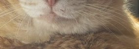 ほっぺが大きくて獣医に『病気』を疑われた元野良猫→詳しく診察すると…