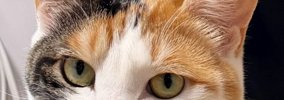 猫に『保険証の写真を撮らせて』と頼んだ結果→まさかの『完璧すぎるポ…