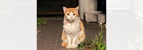 過酷な野良生活を過ごし『傷を負った猫』をお家に迎えた結果…想像を超…