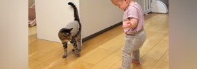 赤ちゃんが初めて"ひとりで歩いているところ"を目撃した猫……