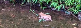 用水路に落ちていた『生後2日ほどの赤ちゃん猫』を保護→1か月が経つと…