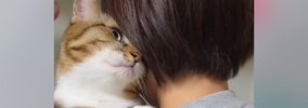 家族で順番に『ネコを抱っこ』した結果…『父と次男への反応』が面白す…