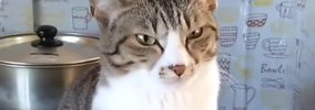 キッチンにいる猫→『右手』を見てみると……『まさかのポーズ』が可愛す…