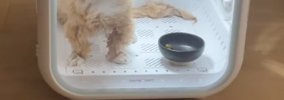 ドライヤーハウスの中に入れられた猫→顔を見てみたら…まさかの『表情…