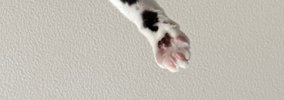 朝起きると、目の前で『猫』が…思わず笑ってしまう『まさかの光景』に…